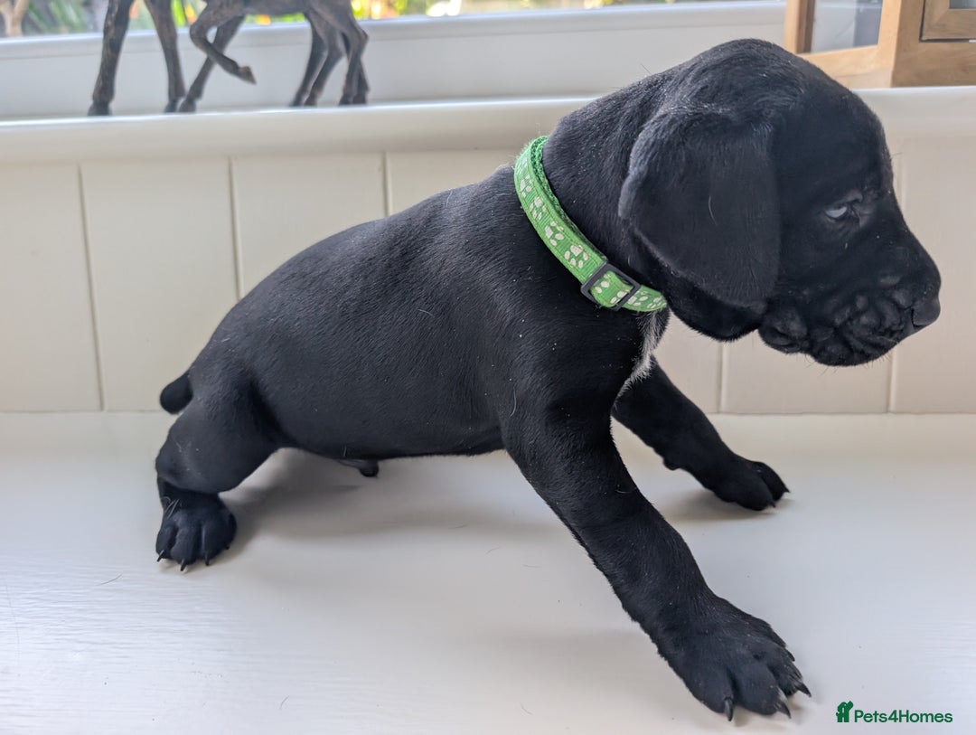 German Shorthaired Pointer dogs for sale: Stunning 3rd Generation GSP Puppies Available  - Image 3