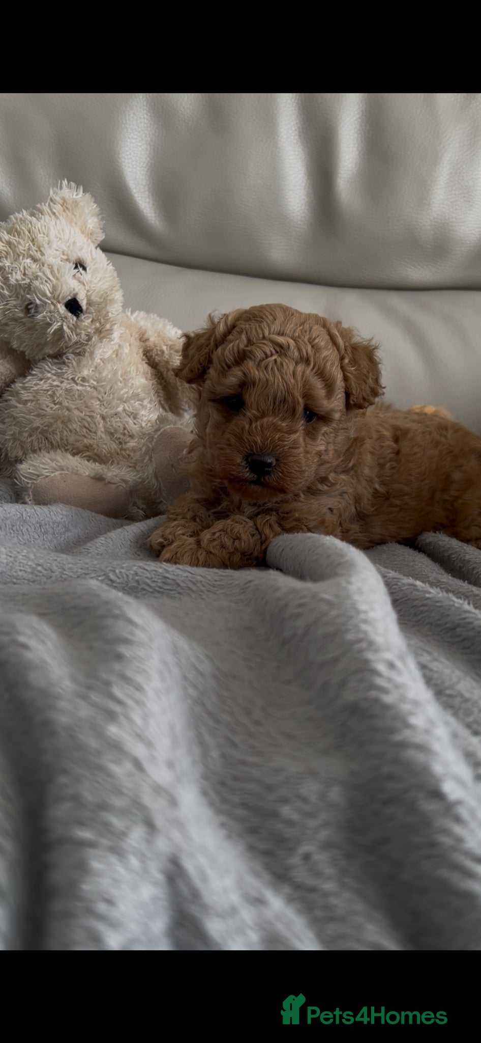 Maltipoo dogs Tiny Toy Maltipoo puppies - Advert 1