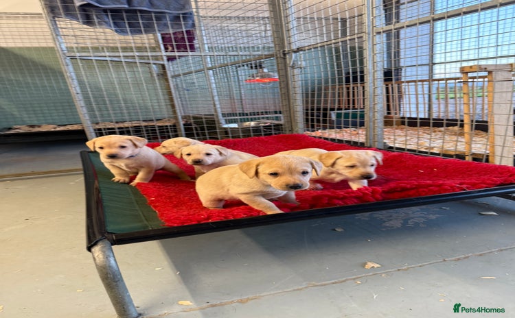 Labrador Retriever dogs - Advert 2