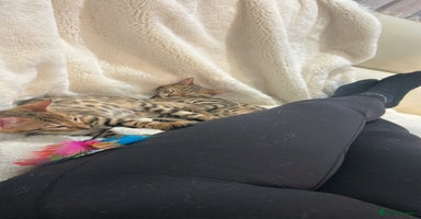 Bengal cats - Advert 2
