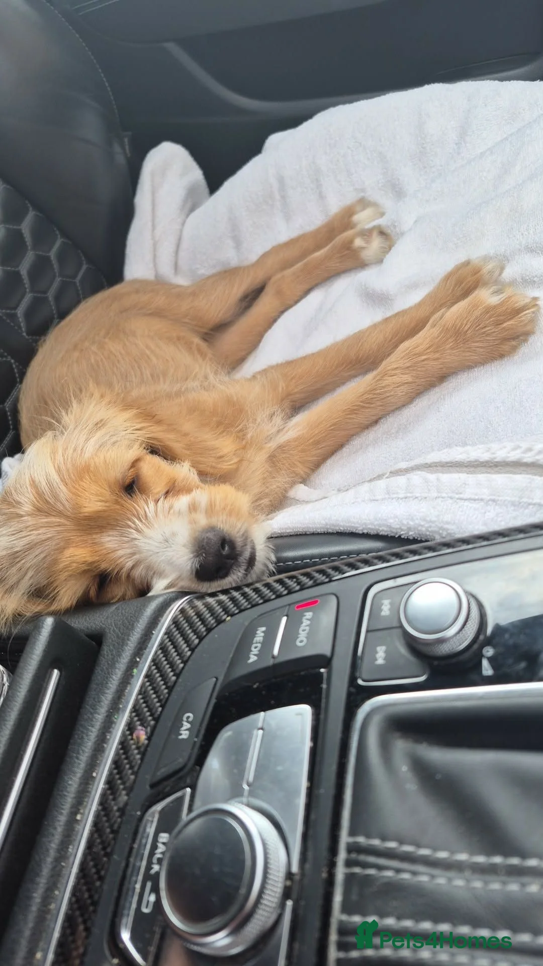 Mixed Breed dogs for sale: Silky cocker mix puppy for unfortunate  in Malvern - Advert 3