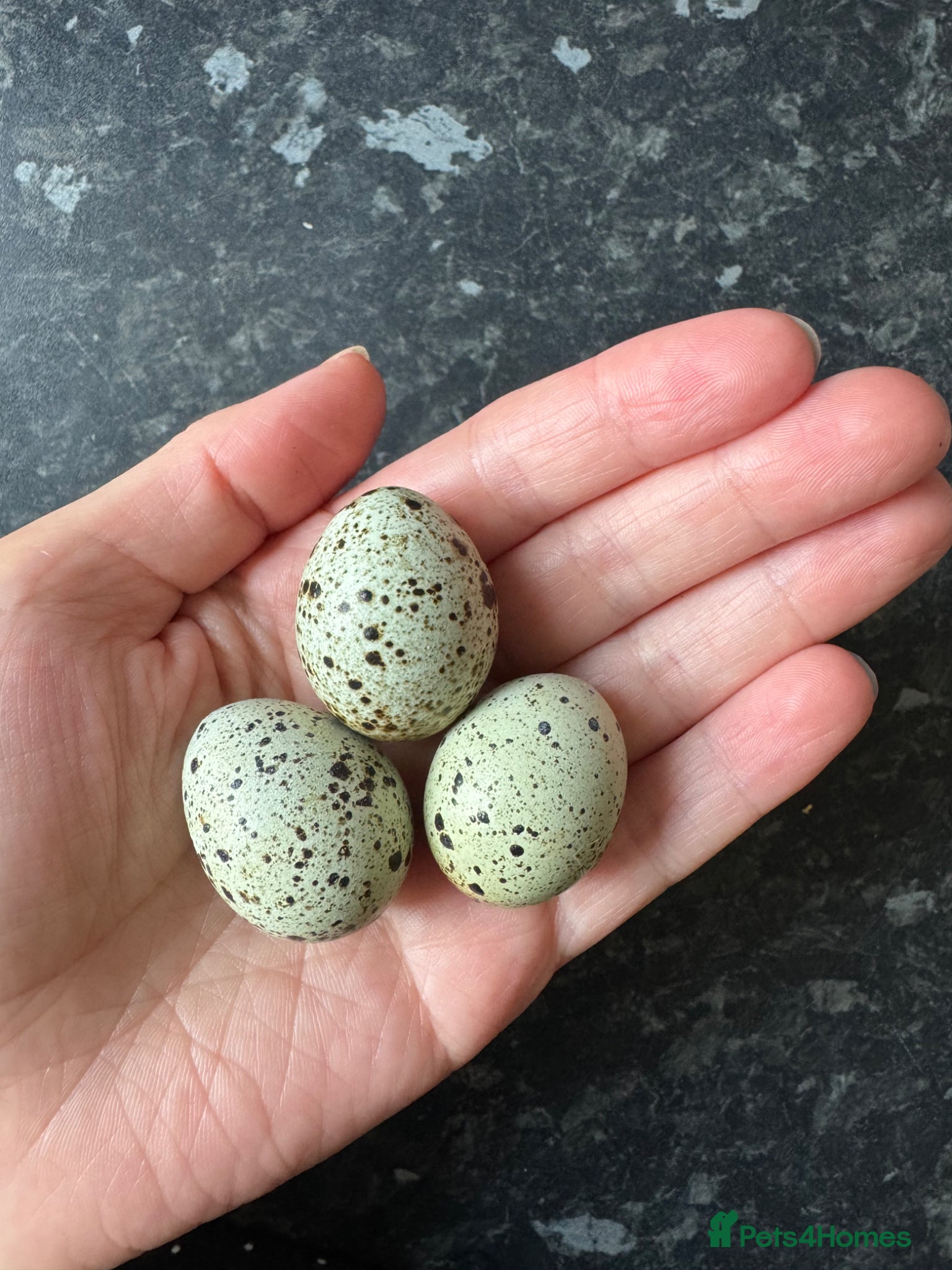 Quail poultry Coturnix Quail Hatching Eggs - Advert 4