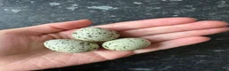 Quail poultry for sale: Coturnix Quail Hatching Eggs - Advert 1