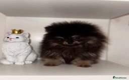 Pomeranian dogs for sale: Tiny Teddy Pomeranian  - Advert 3