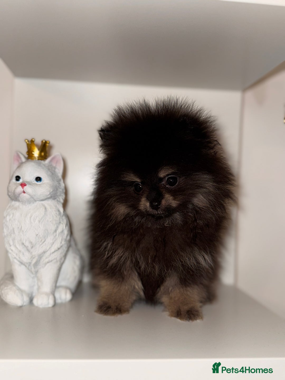 Pomeranian dogs for sale: Tiny Teddy Pomeranian  - Advert 3