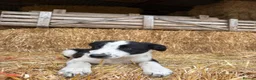 Border Collie dogs for sale: 3 Border Collie Puppies  - Advert 3