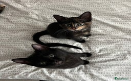 Mixed Breed cats for sale: Tortie kittens - Image 5