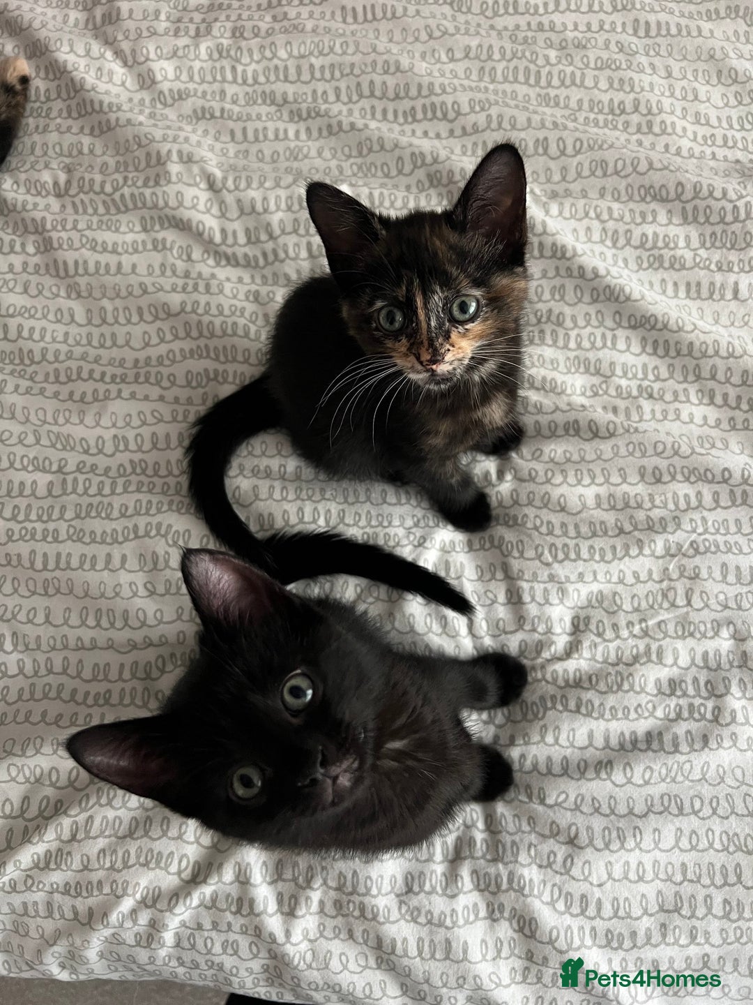 Mixed Breed cats for sale: Tortie kittens - Image 5
