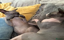 Sphynx cats for sale: Ripley & Nova sphynx sisters ready for a new home - Image 9