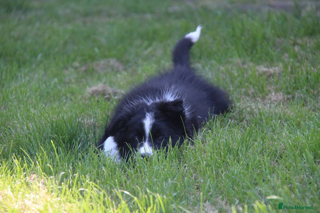 Border Collie dogs for stud: ISDS&KC Fully Tested Border Collie for Stud in Bicester - Advert 17