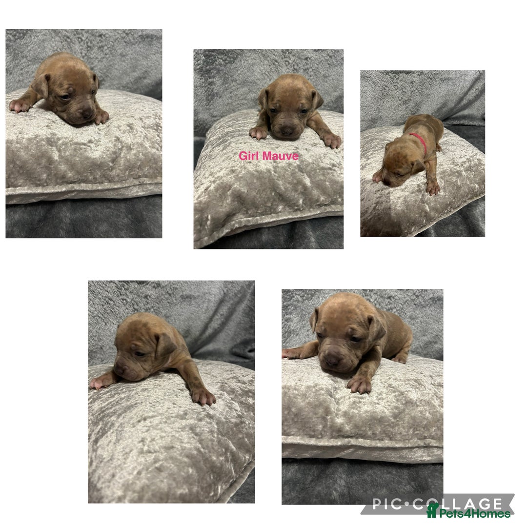 Mixed Breed dogs for sale: Beautiful pups  - Advert 14