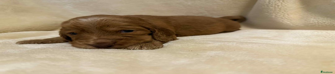 Cocker Spaniel Puppy 3