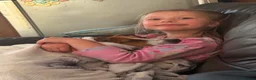 Jack Russell dogs for sale: Rehoming Jack Russell female - Advert 2