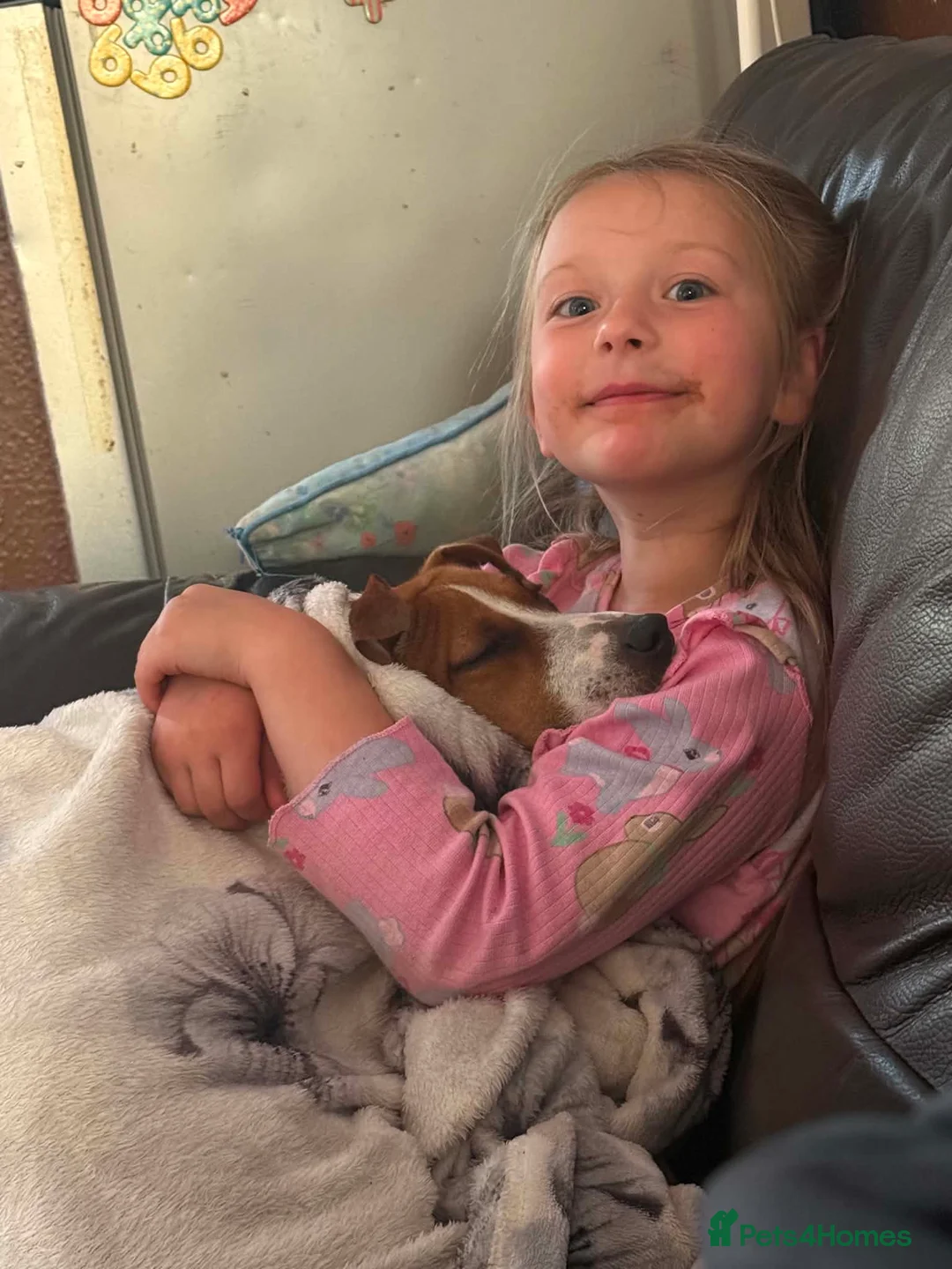 Jack Russell dogs for sale: Rehoming Jack Russell female - Advert 2