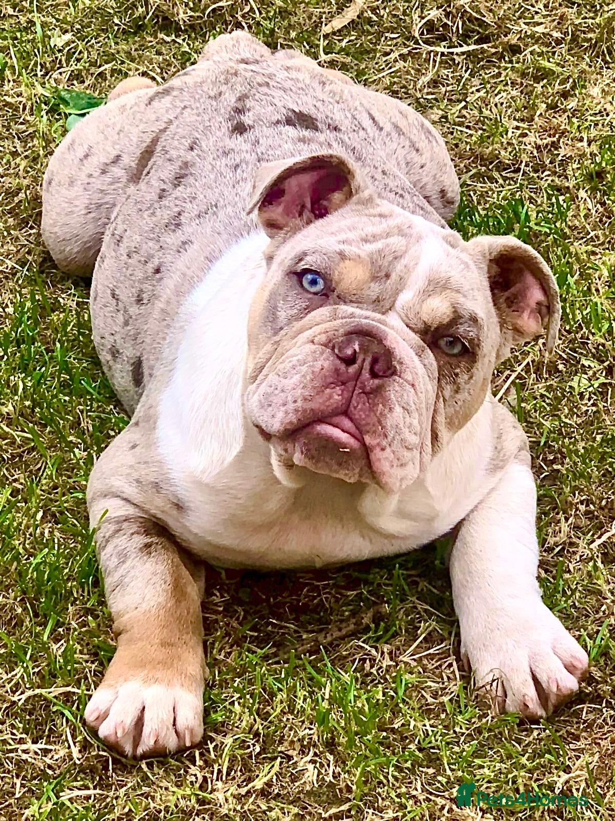 English Bulldog dogs Best boy that ever was  - Advert 2