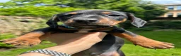 Dachshund dogs for sale: Adorable litter of dachshund cross Jack Russel  - Advert 10
