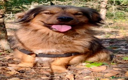 Border Collie dogs for adoption: Joker: The Dog They Threw Away Like Trash - Image 1