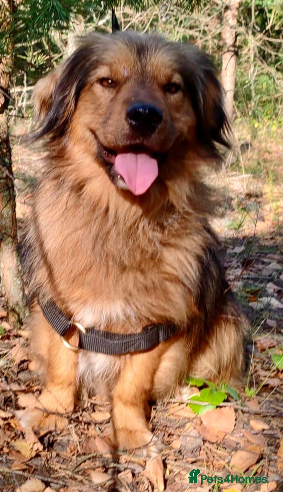 Border Collie dogs for adoption: Joker: The Dog They Threw Away Like Trash - Image 1