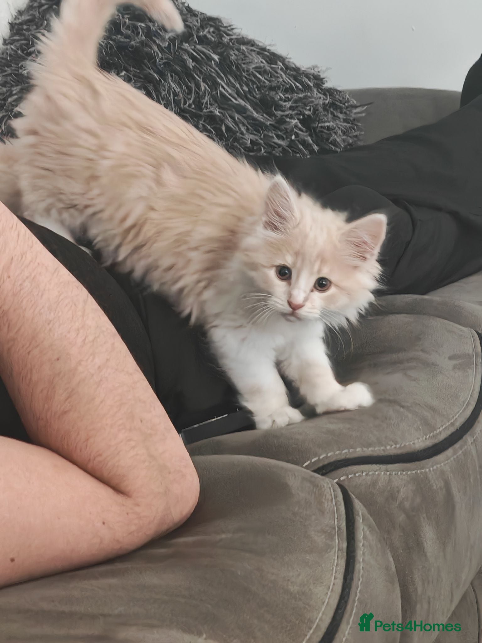 Mixed Breed cats Maincoon x - Advert 15