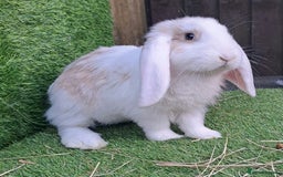 French Lop rabbits for sale: Giant French Lop Planned Litters - Vaccinated   - Image 22
