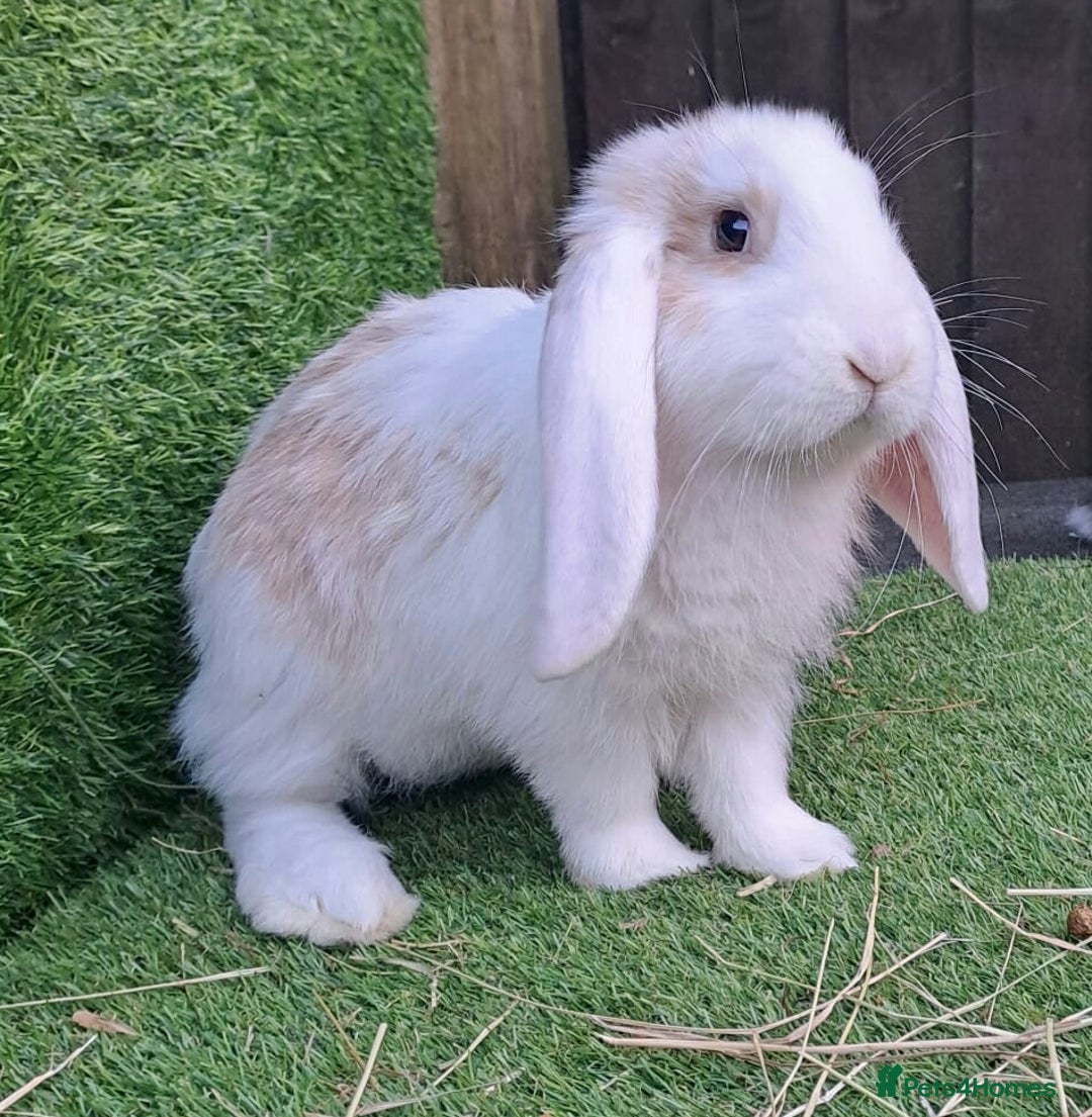 French Lop rabbits for sale: Giant French Lop Planned Litters - Vaccinated   - Image 22