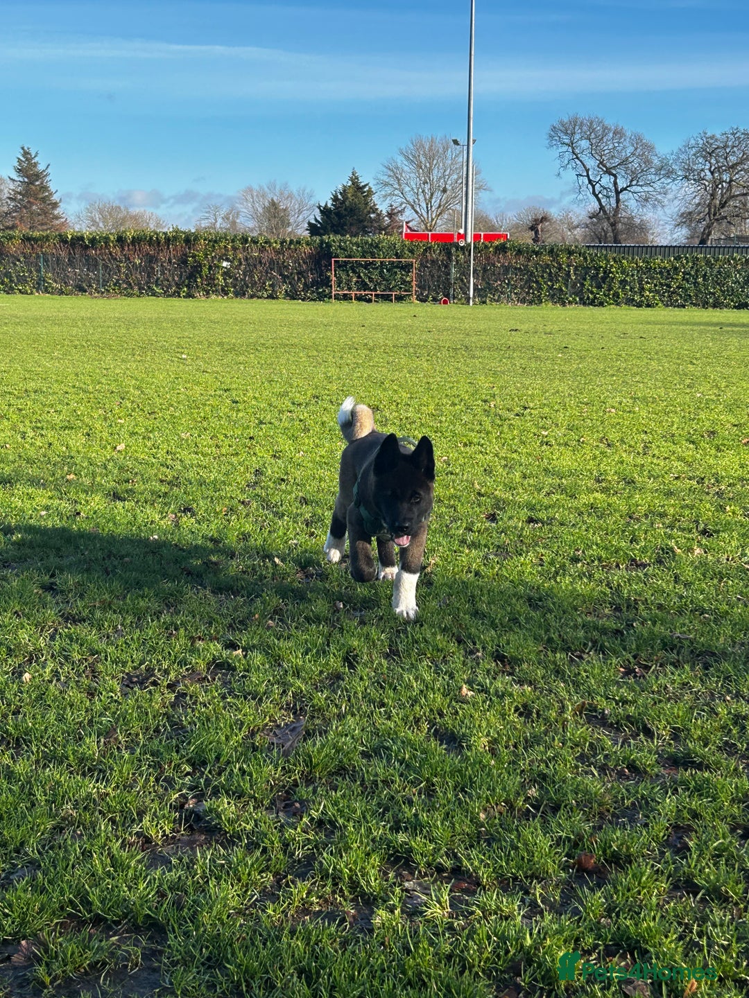 Akita dogs for sale: American Akita puppy looking for new home - Advert 20