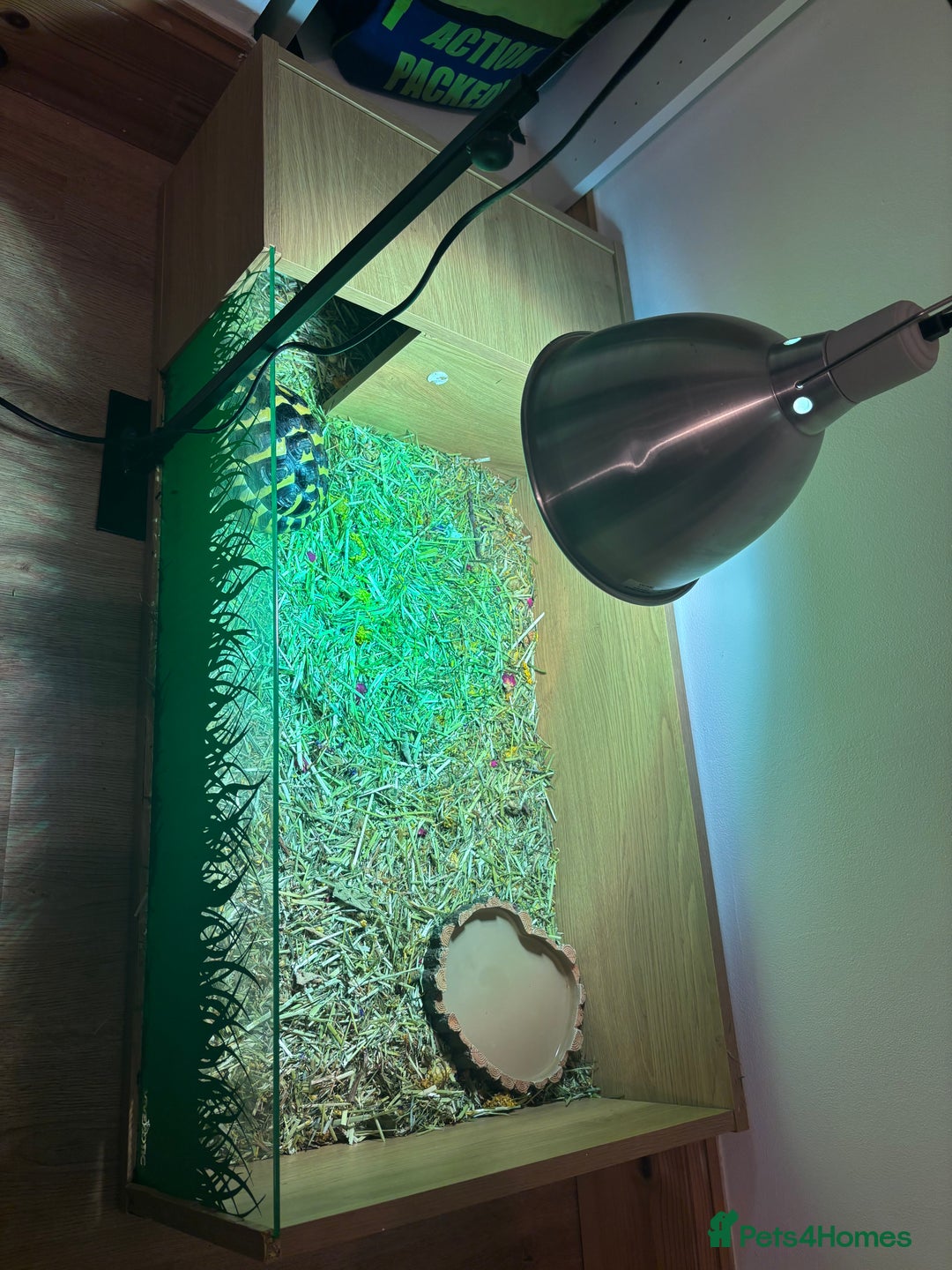 Hermann Tortoise reptiles for sale: Dwarf Herman tortoise - Advert 5