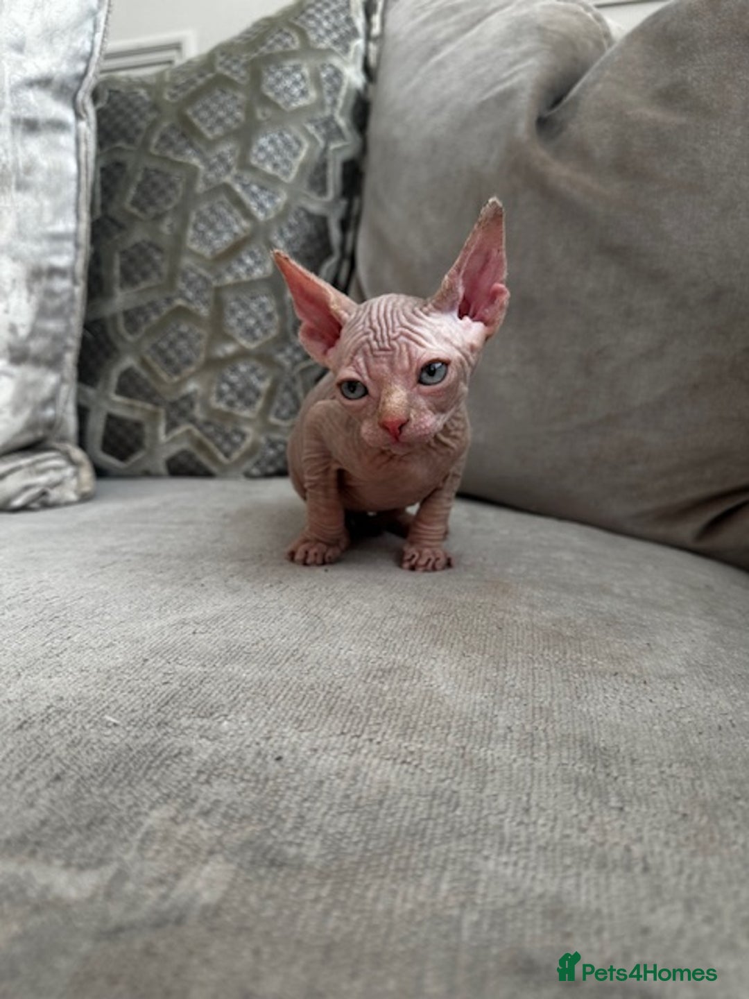 Sphynx cats for sale: TWO MALE SPHYNX KITTENS  - Image 10