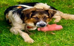 Border Collie dogs for adoption: Rex – The Silent Fighter Minutes from death. - Image 3