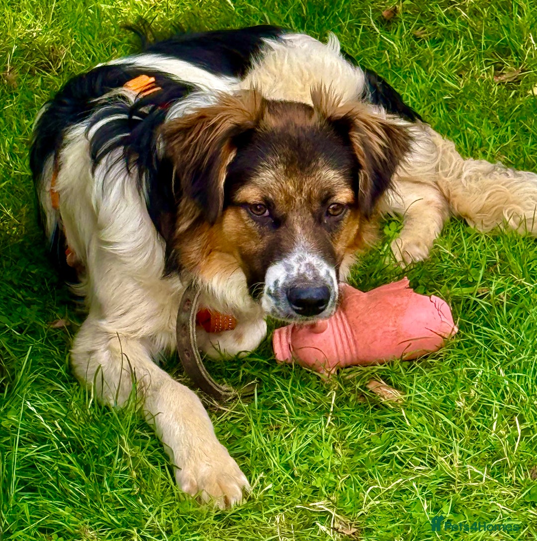Border Collie dogs for adoption: Rex – The Silent Fighter Minutes from death. - Image 3