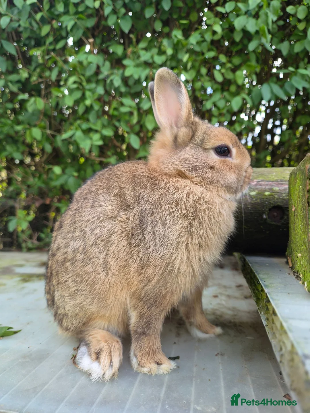 Netherland Dwarf rabbits for sale: 2 Young Netherland dwarf buck for sale £40 each  - Advert 2