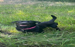 Mixed Breed dogs for sale: Labrador Cross - Image 6