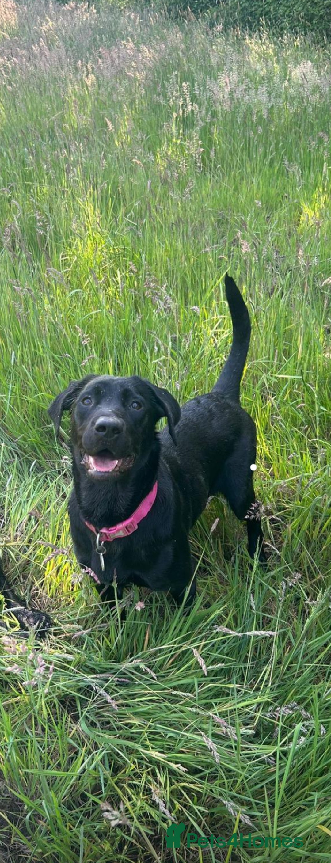 Mixed Breed dogs for sale: Labrador Cross - Image 6