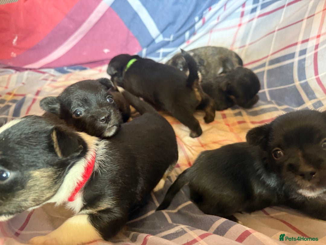 Mixed Breed dogs for sale: Lhasa Apso Cross - Image 13