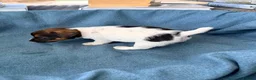Jack Russell dogs for sale: Beautiful Jack Russell pups, petite, smooth coat.  - Advert 15