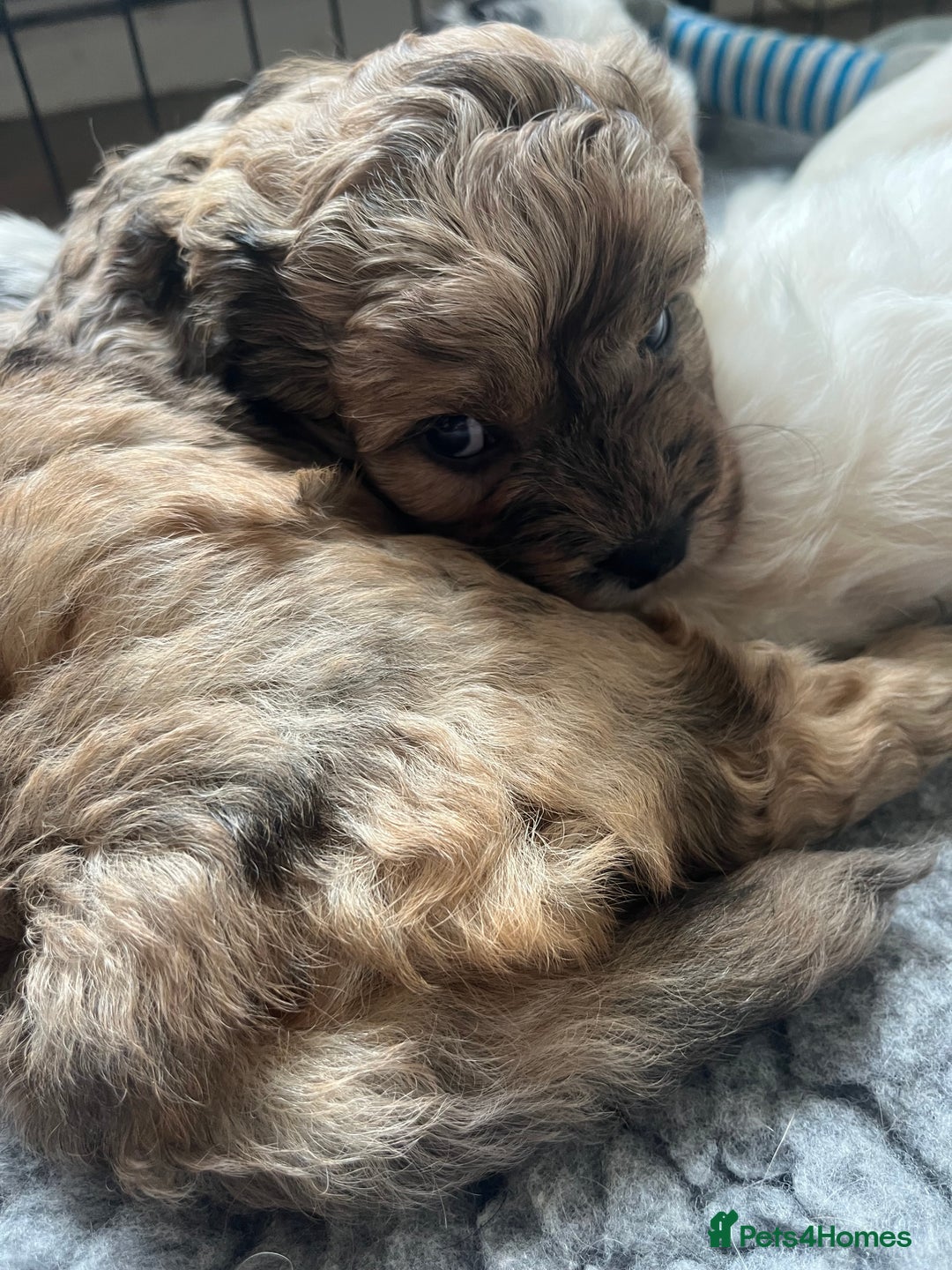 Mixed Breed dogs for sale: Gorgeous little Peekapoo’s - Image 2