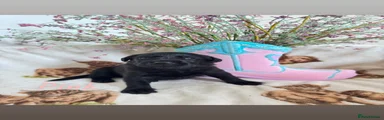 Borador Pink pup 