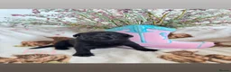 Borador dogs for sale: Ready now.. 1boy lab x collie pup left  - Advert 12