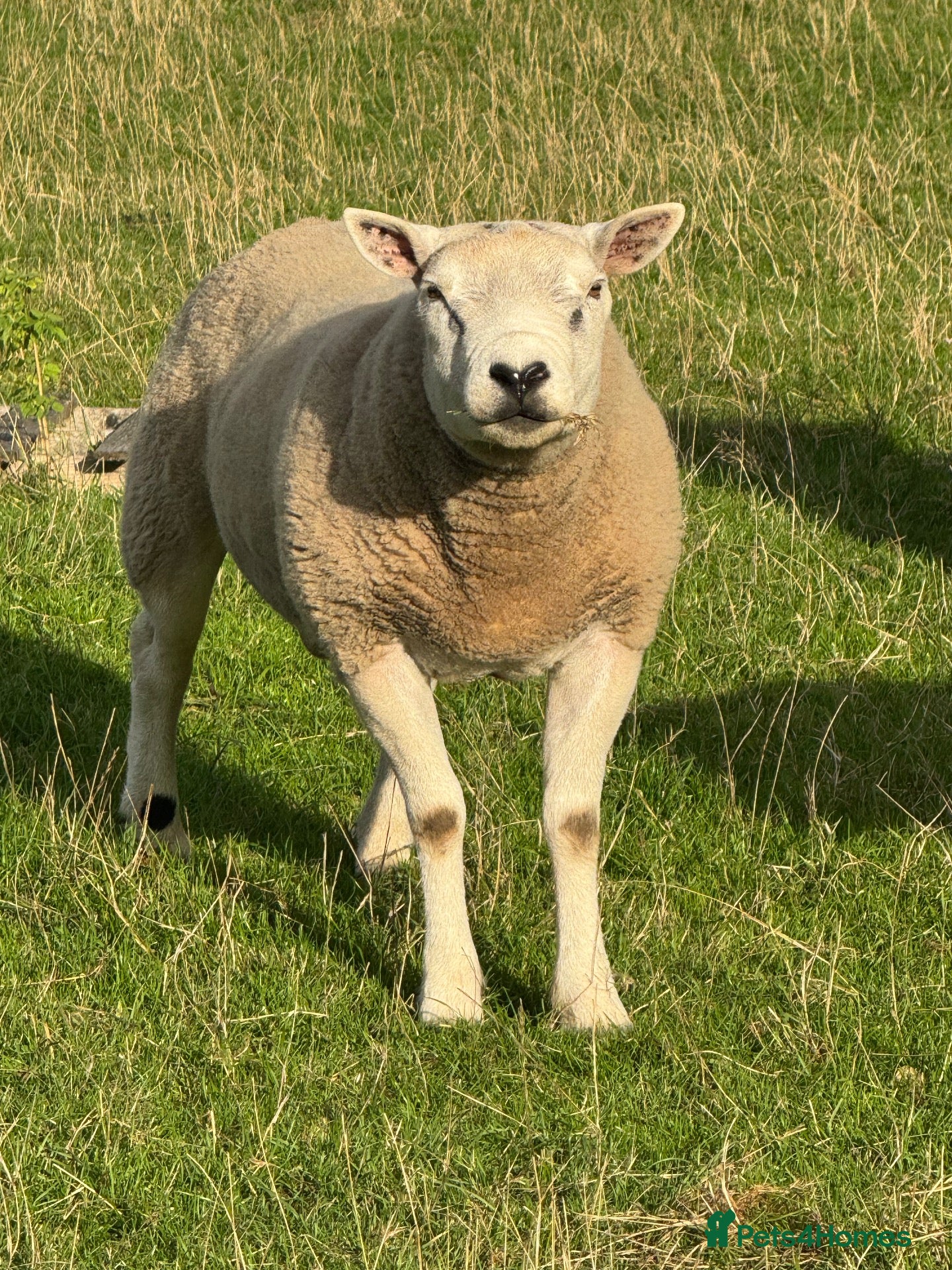 Sheep livestock Pure Texel Proven Tup for sale  - Advert 1