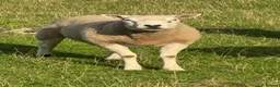 Sheep livestock for sale: Pure Texel Proven Tup for sale  - Advert 1