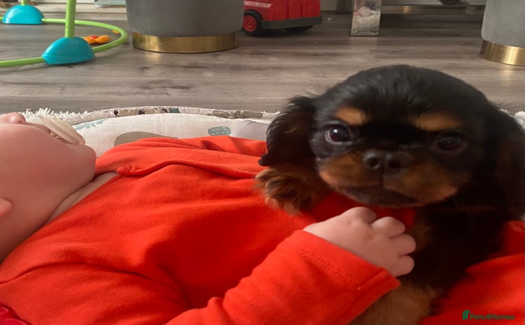 King Charles Spaniel dogs - Advert 1