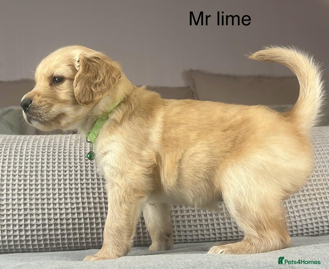 Goldendoodle dogs for sale: These will be stunning adults. Real head turners. - Advert 15