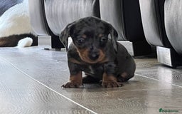 Miniature Dachshund dogs for sale: Last boy KC REG PRA CLEAR - Image 16