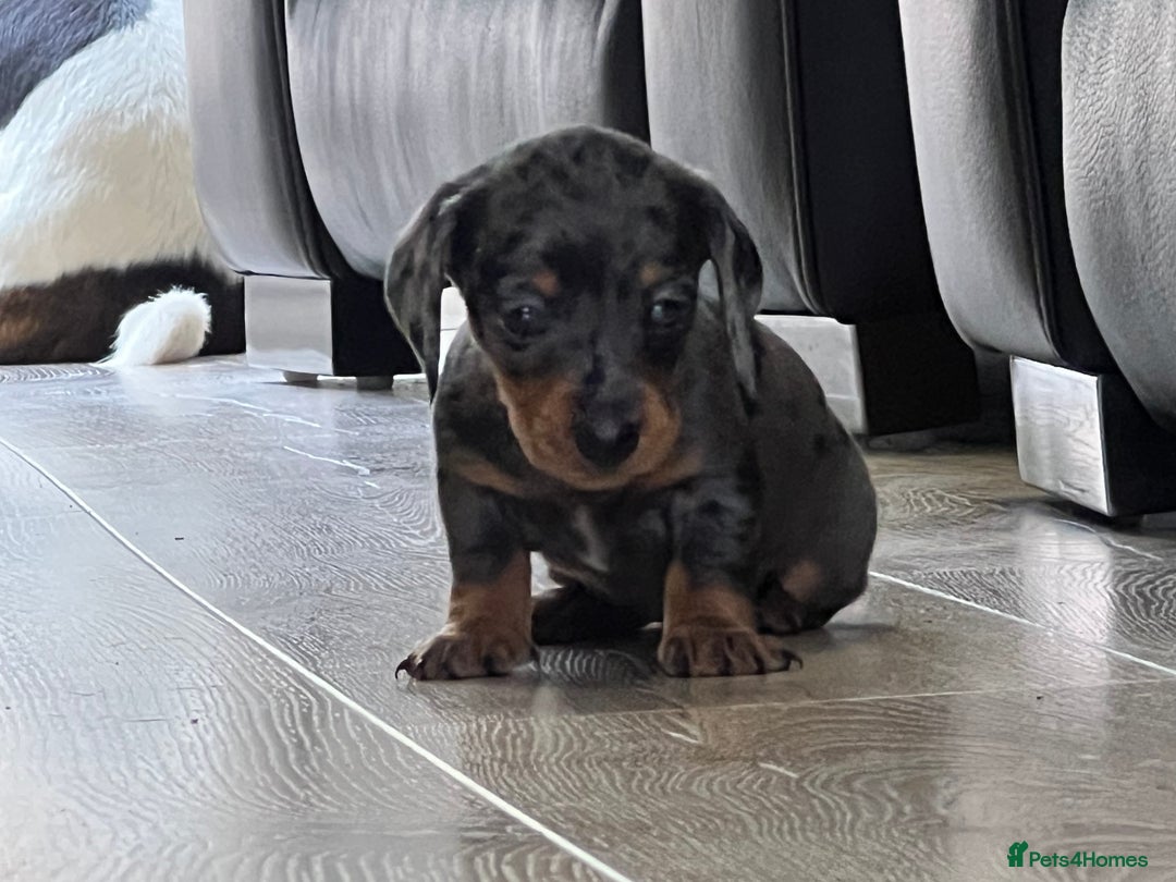 Miniature Dachshund dogs for sale: Last boy KC REG PRA CLEAR - Image 16