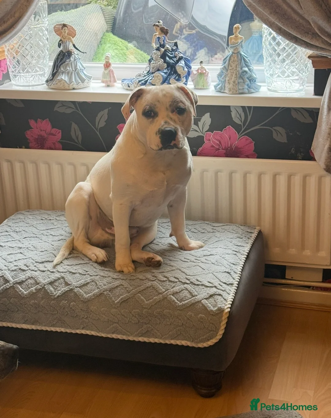 Mixed Breed dogs for sale: 10 month old puppies  - Advert 40