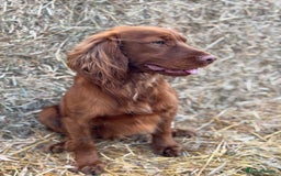 Cocker Spaniel dogs for stud: KC Reg, health tested Working cocker Spaniel in Barnsley - Image 6