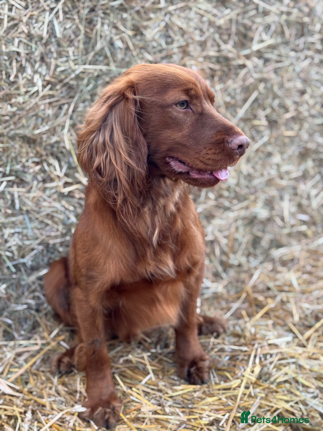 Cocker Spaniel dogs for stud: KC Reg, health tested Working cocker Spaniel in Barnsley - Image 6