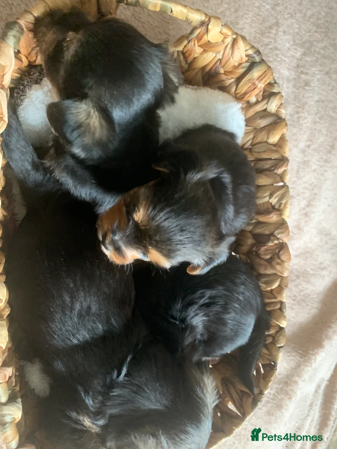 Yorkshire Terrier dogs for sale: yorkshire terrier puppys - Advert 2