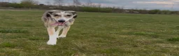 Lurcher dogs for sale: Lurcher for sale 15months old  in Cambridge - Advert 2