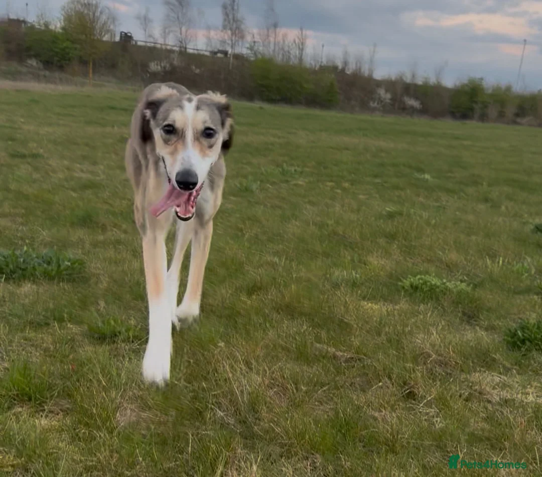 Lurcher dogs for sale: Lurcher for sale 15months old  in Cambridge - Advert 2